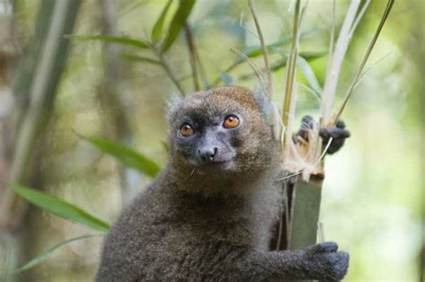 Amazing Madagascars Greater Bamboo Lemur Infy World
