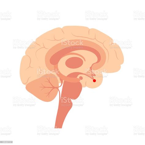 Pituitary Gland Anatomy Stock Illustration Download Image Now
