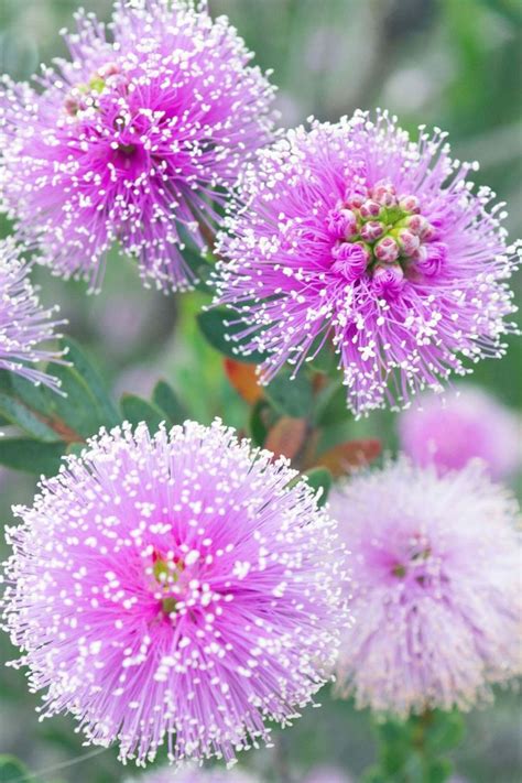 Purple Poms Drought Resistant Flower In Manhattan Beach California