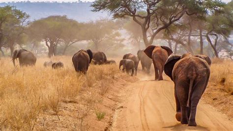 Tarangire National Park Tanzania Wildlife Safari Destinations