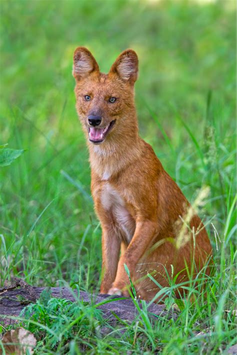 Protecting The Dhole Saevus
