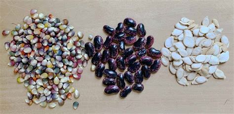 How Long Do Seeds Last Seed Longevity And Storage Guide Growjourney