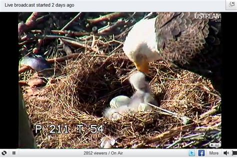 BirdCam On Cheltenham Bald Eagle Cams