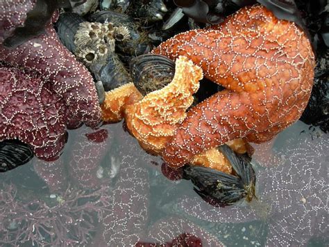 Starfish Feeding On Mussels Smithsonian Ocean