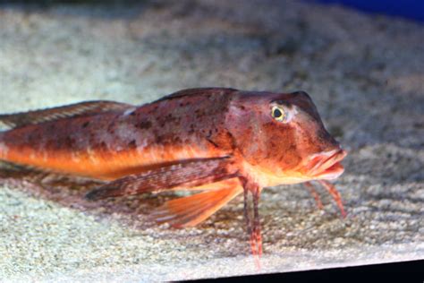 5 Strange Fish On Earth Weird Things 168