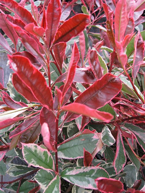 Give ample moisture with good drainage. Photinia cassini Pink Marble - Hardy, Evergreen Variegated ...