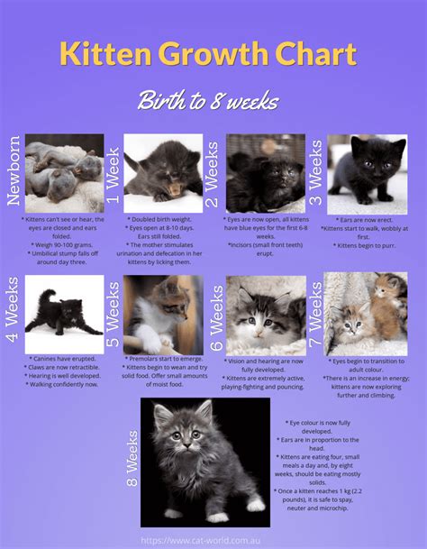 Kitten Growth Chart Newborn To 8 Weeks Cat World