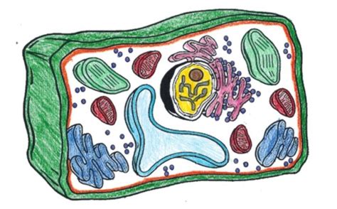 We did not find results for: Vacuole Image Without Labels - Arocreative