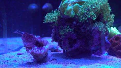 Brown Jelly Disease Lost My Gold Torch Coral Youtube
