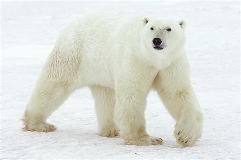 Polar Bear Ursus Maritimus Male Photograph By Matthias Breiter Fine