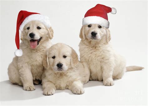 Golden Retriever Puppy Christmas