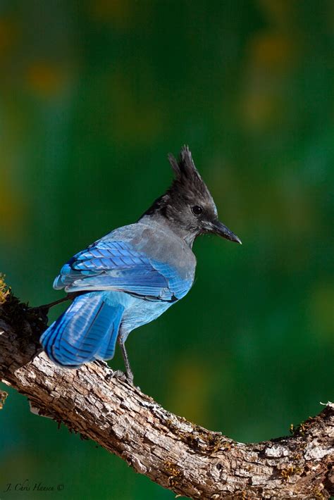 Chris The Photog Going For The Green With A Stellers Jay