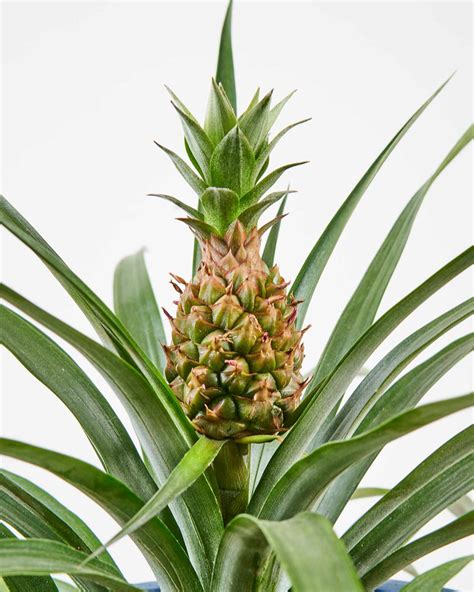 Bloomscapes New Pineapple Plants Add Tropical Touch To Your Indoor