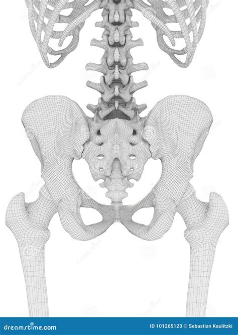 The Hip Bones Stock Illustration Illustration Of Sacrum 101265123
