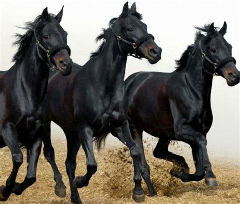 Love It Horse Wallpaper Horses Black Horses