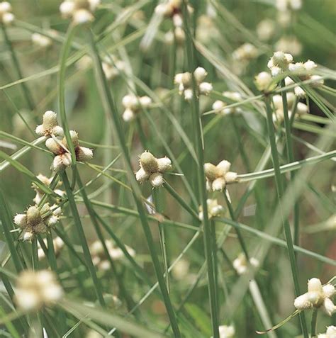 แห้วหมู (cyperus rotundus l.) กกดอกเขียว (cyperus brevifolius hassk.) ตะกรับ (cyperus procerus rottb.) แห้วหมู (ccyperus rotundus l.) กกทราย (cyperus iria l.) Plants Archive - Page 26 of 81 - บ้านและสวน