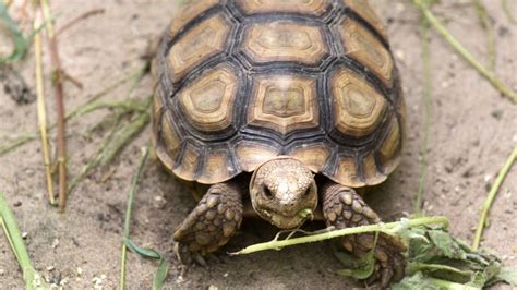 Australian Zoo Fears For Missing Endangered Tortoise Bbc News