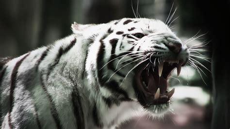 Wallpaper Animals Monochrome Tiger Wildlife Big Cats Zoo