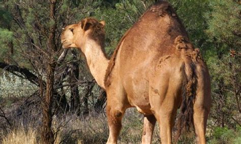 why was the camel introduced to australia complete the text about australia with the words
