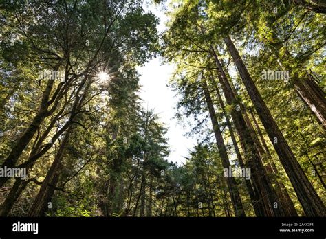Big Basin Redwoods State Park Santa Cruz County California Stock