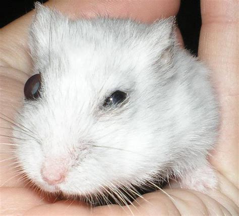 Santé Lexophtalmie Chez Le Hamster Causes Symptômes Traitement