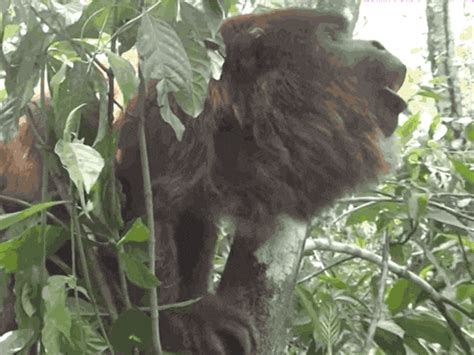 Howler Monkeys With Tiny Testicles Are Far From The Worst Of Animal Sex