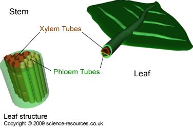 Xylem there are four types of xylem cells: science-resources.co.uk - Transport system in plants