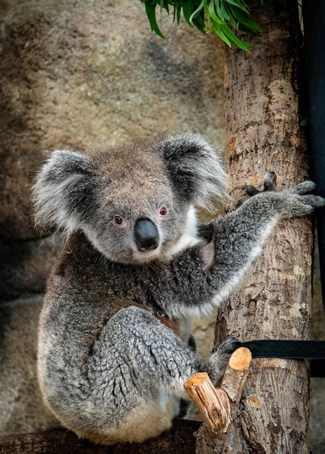 Koala Hayvan Ağaç Pixabayde ücretsiz Fotoğraf Pixabay
