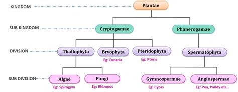 Botany Classification Of Living Organisms Upsctnpsctrb