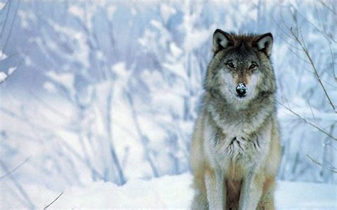 34 Winter Wolves Wallpaper Free