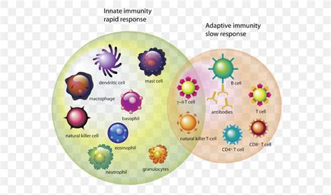 Immune System T Cell Immunity White Blood Cell Png 600x484px Immune