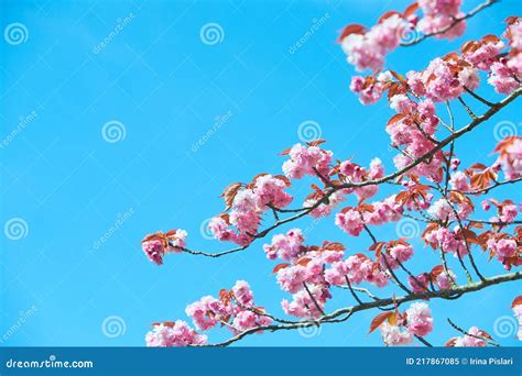 Close Up Branch With Pink Cherry Blossoms Soft And Blur Conception