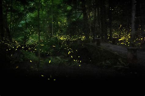 Synchronous Fireflies In Smoky Mountains Photograph By Carol Mellema