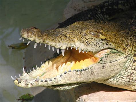 Crocodile Mouth Free Photo Download Freeimages