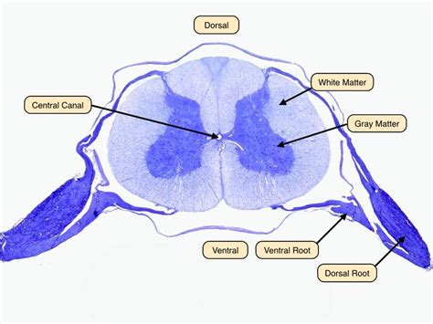 Bone decalcification is the removal of the mineral component using an acid, leaving the bone soft and easy to cut. 64 best Histology - Spinal Cord and Ganglion images on Pinterest | Spinal cord, Cross section ...