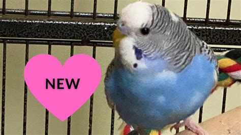 2 Hours Of Budgies Singing Playing And Talking Play For Your Budgie