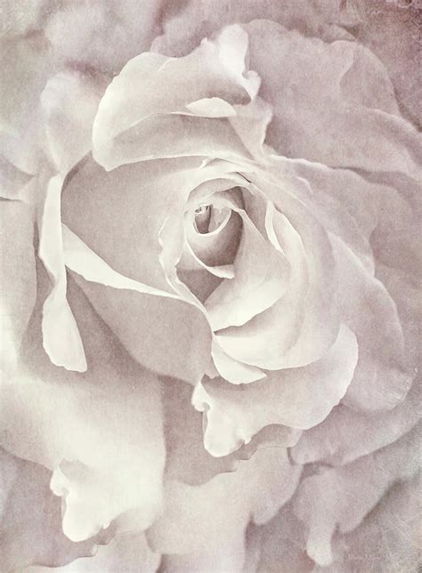 Vintage Ivory Rose Flower Photograph By Jennie Marie Schell Fine Art