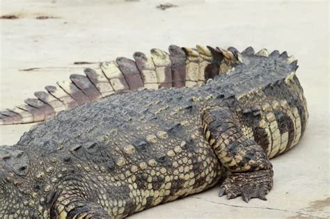 【画像】頭部が欠損首を切り落とされたワニの痛々しい死骸｜ニューズウィーク日本版 オフィシャルサイト