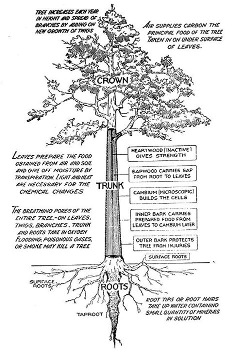 Three parts of a nucleotide. Use Tree Parts to Identify a Tree