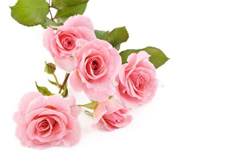 Pink Roses White Background Stock Photo Image Of Love Symbolic 14854658