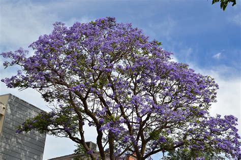 Jacaranda Mimosifolia Iplantz