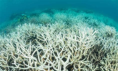 Cooling La Niña May Not Save Great Barrier Reef From Mass Coral