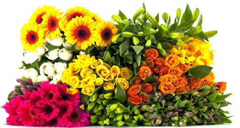 That means if you type important: Application - Flower Wholesale in Singapore