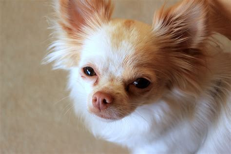 Chihuahua Dyr Kæledyr Hvid · Gratis Foto På Pixabay