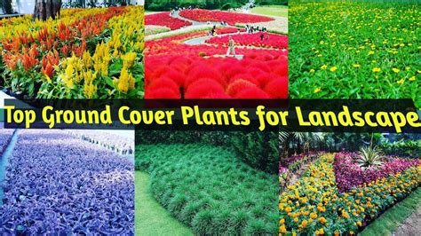 Top Ground Cover Plants Suitable For All Seasonfloweringfoliageshade
