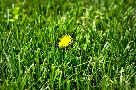 What Are The Various Types Of Broadleaf Grass