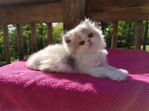 Persian Cats For Sale Fort Loudon Pa 205004 Petzlover