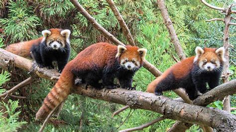 Red Panda Cubs Make Public Debut At Prospect Park Zoo In New York City