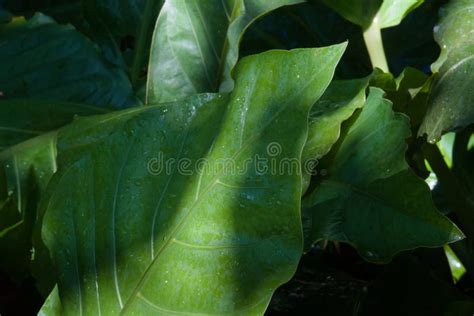 A Lush Green Grouping Of Extra Large Tropical Leaves Stock Photo