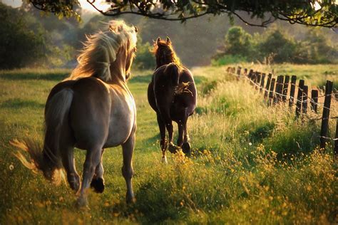 Pareja De Caballos Corriendo Libres Por El Campo Fotos E Imágenes En